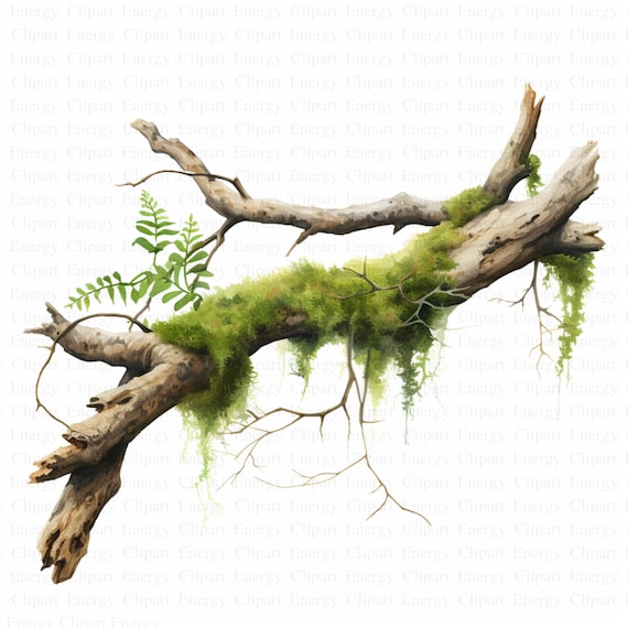 Moos und Zweig Clipart | 5 hochwertige JPGs | Digitaler Download | Wald  Natur | Zweig Clipart | Rustikales Design Mischtechnik | Clip Art - Etsy  Schweiz