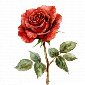 May include: A single red rose with green leaves and a stem. The rose is painted in a watercolor style.