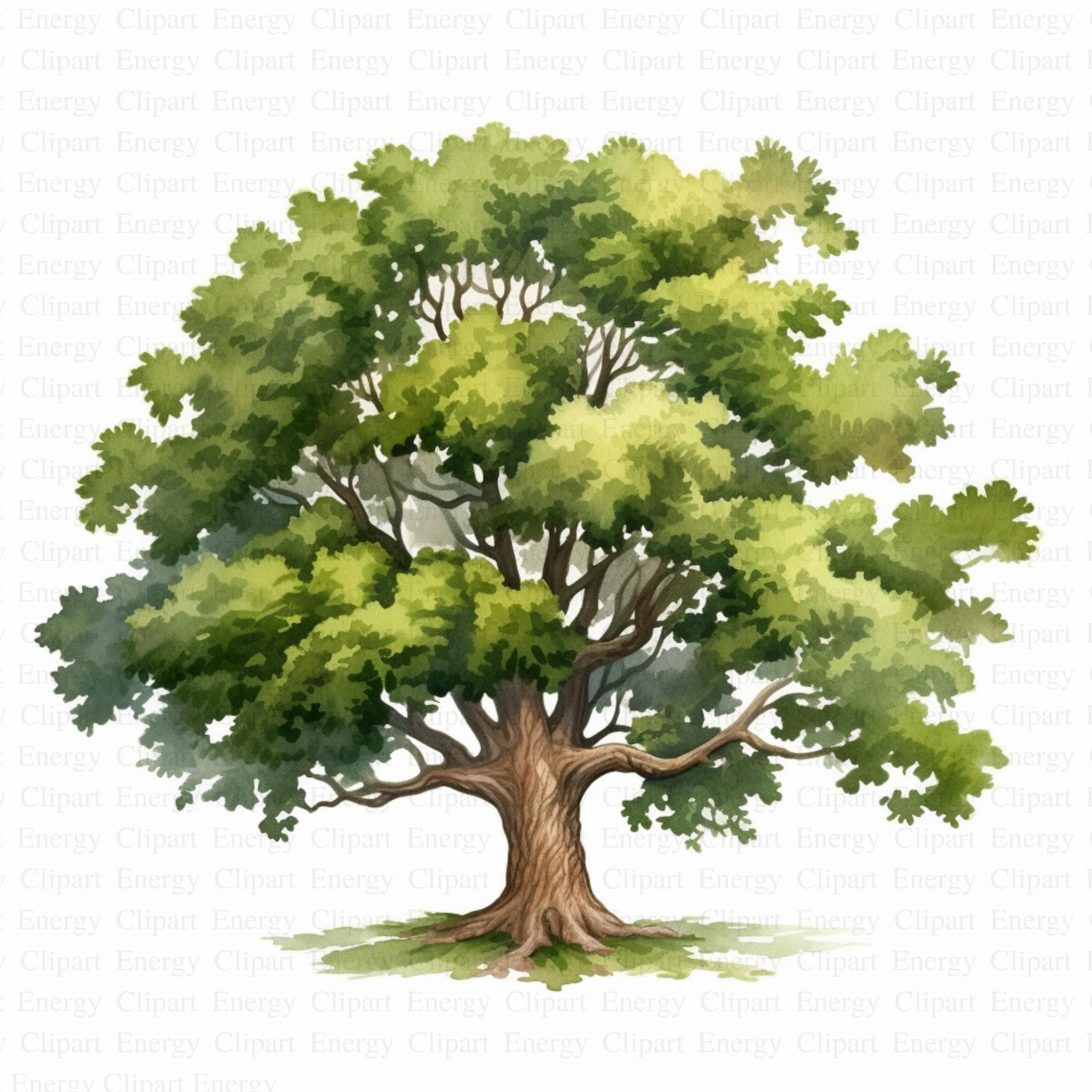 Watercolor Oak Tree Clipart | 5 High Quality Jpgs | Instant Digital  Download | Card Making | Journaling | Digital Paper Craft, Botanical Art -  Etsy, image size:2000x2000