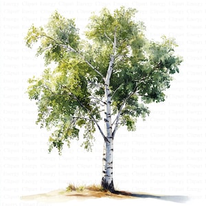 Forêt de bouleaux Clipart | 5 fichiers JPG de haute qualité | Téléchargement numérique | Bouleau naturel | Illustrations des bois | Clipart arbre | Fabrication de cartes