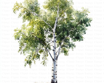 Clipart di alberi di betulla della foresta / 5 JPG di alta qualità / Download digitale / Betulla naturale / Illustrazioni del bosco / Clipart di alberi / Creazione di biglietti
