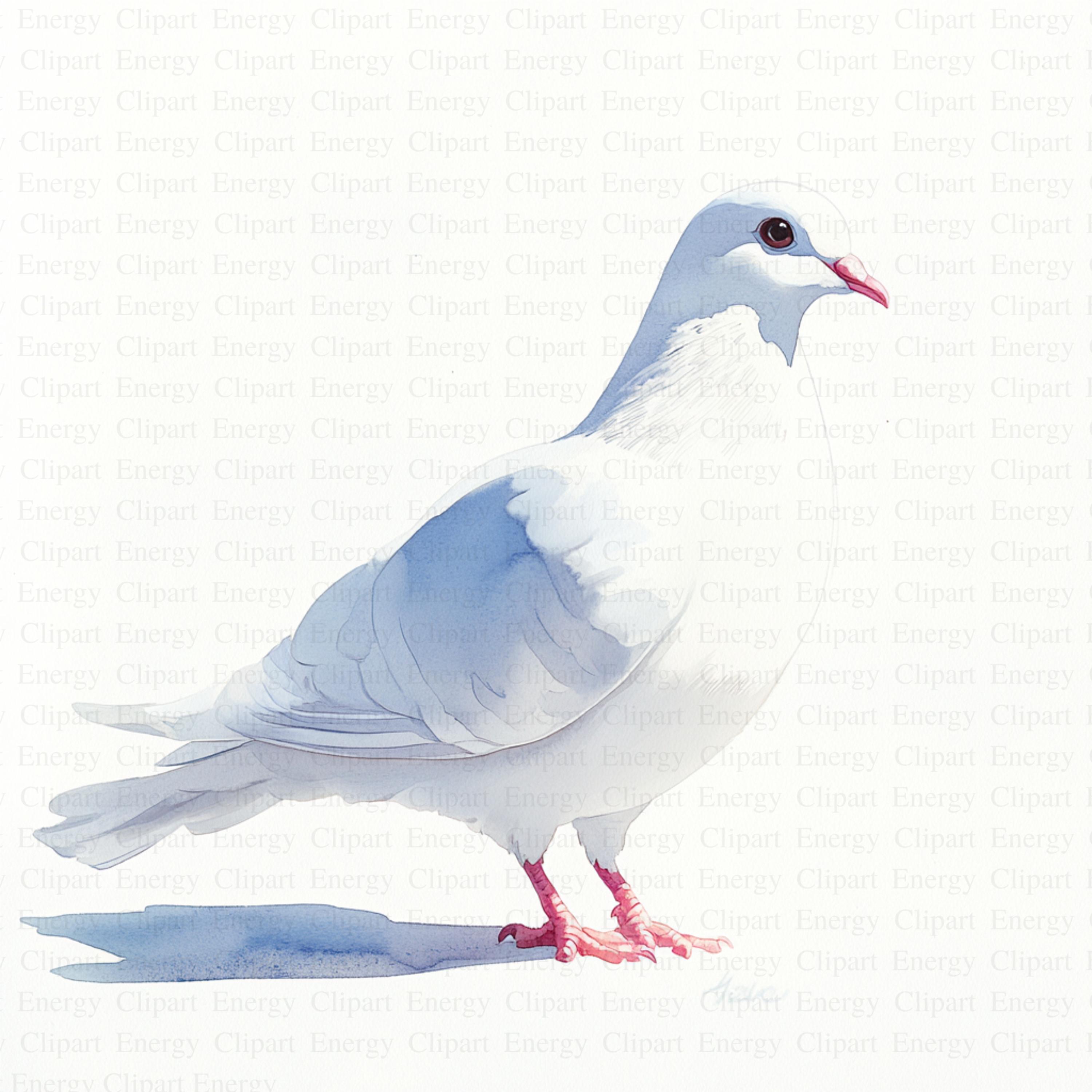 白い鳩のクリップアート | 5 つの高品質 JPG | デジタル ダウンロード