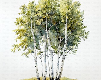 Clipart di alberi di betulla della foresta dell'acquerello / 5 JPG di alta qualità / Download digitale / Arte dell'albero di betulla / Bosco / Clipart di alberi / Arte stampabile