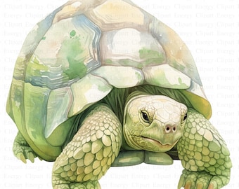 Watercolor Cute Tortoise Clipart | 5 High Quality JPG's | Digital Download | Animal Art | Animal Lover's Clipart | Commercial Use | Clipart