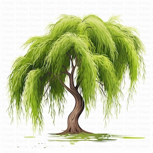 Clipart di salici / 5 JPG di alta qualità / Download digitale / Clipart di alberi / Arte della natura / Illustrazione elegante di alberi / Grafica stampabile
