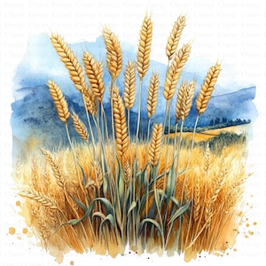 Champs de blé des cliparts | 5 fichiers JPG de haute qualité | Téléchargement numérique | Graphiques de blé | Blé à l'aquarelle | Créations numériques en papier | Technique mixte