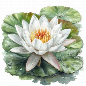 White Water Lily Clipart | 5 High Quality JPG&#39;s | Digital Download | Botanical Flower Art | Pond Nature Illustration |  Junk journals