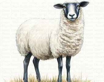 Farmyard Sheep Clipart | 5 High Quality JPGs | Clip Art | Digital Download | Printable Watercolor Clipart | High Resolution | Paper Craft