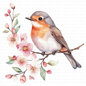 Clipart di pettirosso primaverile / 5 JPG di alta qualità / Download digitale / Illustrazione di uccelli / Clipart acquerello / Opera d'arte stampabile / Tecnica mista