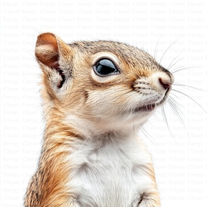 May include: A close-up of a small, brown and white squirrel with large, dark eyes. The squirrel is looking to the right of the frame and has its mouth slightly open.