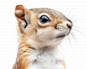Cute Squirrel Close Up Clipart | 5 High Quality JPGs | Paper Crafts | Digital Download | Printable Watercolor Clipart | High Resolution