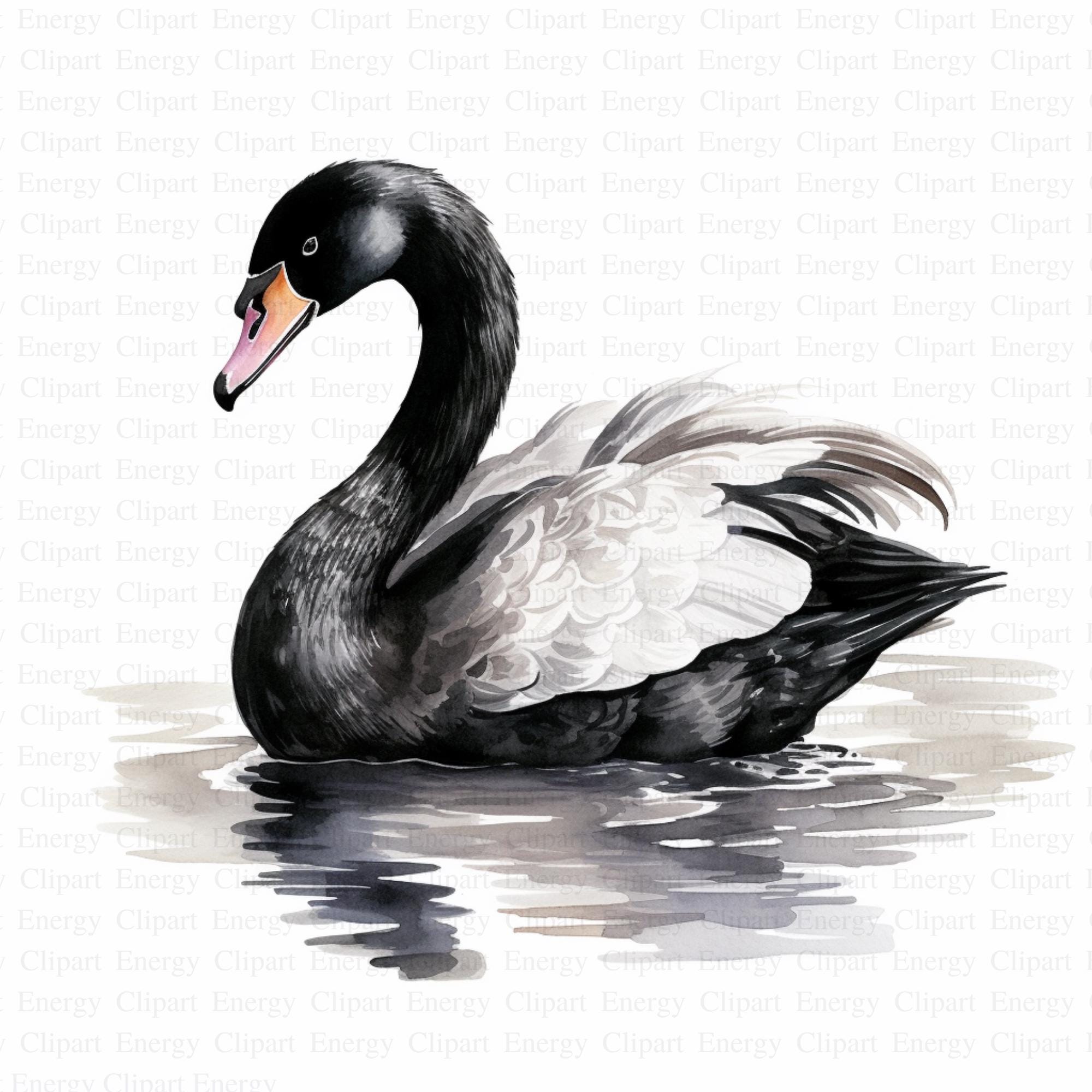 Black Swan Clipart | 5 High Quality Jpgs | Instant Digital Download ...