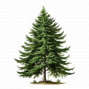 Clipart sapins | 5 fichiers JPG de haute qualité | Téléchargement numérique | Art paysage forestier | Arbres à feuilles persistantes | Clipart arbre | Clipart aquarelle
