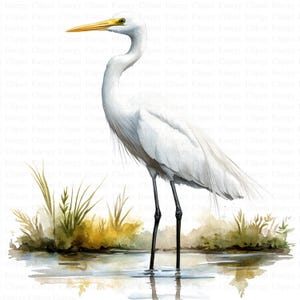 Imágenes prediseñadas de garceta / 5 archivos JPG de alta calidad / Descarga digital / Ilustración de aves acuáticas / Arte de garceta / Imágenes prediseñadas / Imágenes de álbumes de recortes / Revistas basura