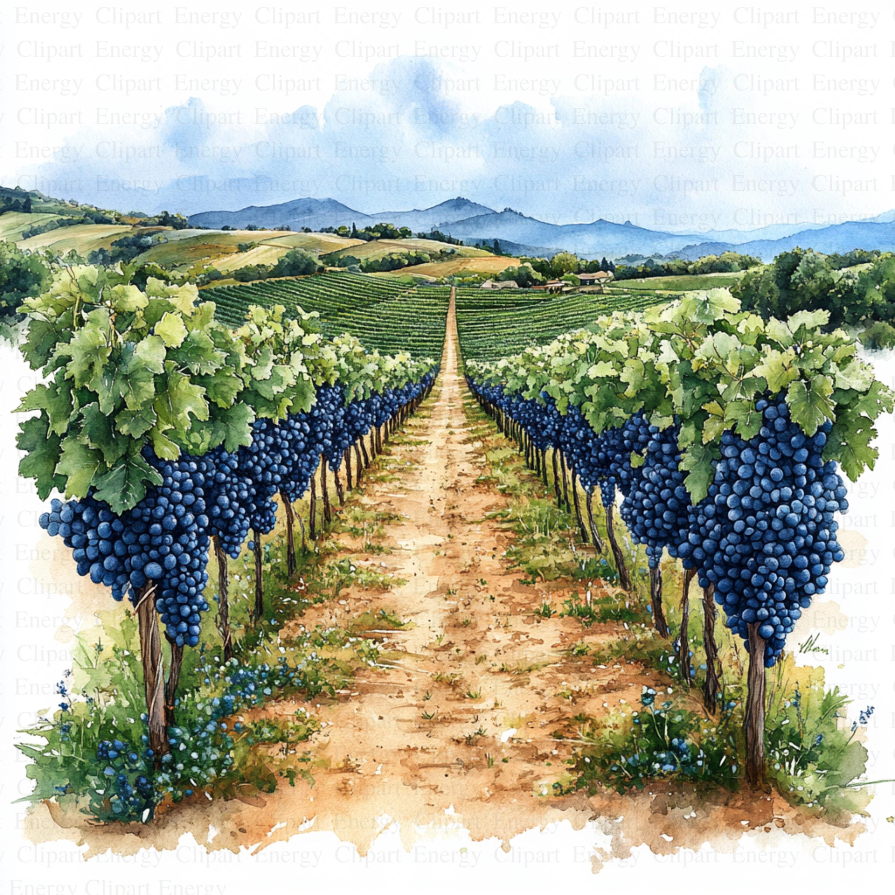 Watercolor Vineyard Clipart | 5 High Quality Jpg's | Digital Download ...