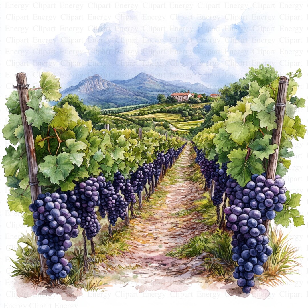 Watercolor Vineyard Clipart | 5 High Quality Jpg's | Digital Download ...