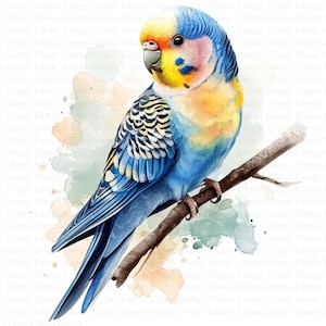 Budgie Clipart | 5 High Quality JPGs | Digital Download | Watercolor Budgerigar | Printable Watercolor Clipart | Paper Craft | Junk Journals