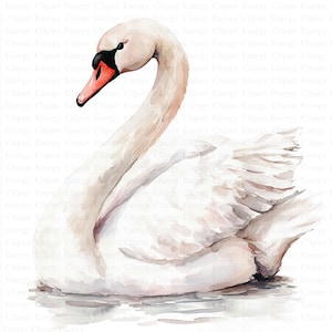 Clipart cigno / 5 JPG di alta qualità / Download digitale / Illustrazione di cigno ad acquerello / Clipart di uccelli / Artigianato di carta / Tecnica mista / Clipart