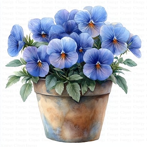 Könnte beinhalten: Ein Terrakotta-Topf gefüllt mit einer Gruppe blauer Stiefmütterchen. Die Stiefmütterchen haben gelbe Zentren und sind in einer bouquetartigen Form angeordnet.