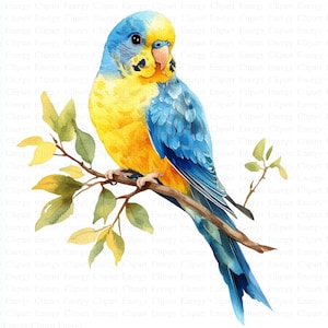 Budgie Clipart | 5 High Quality JPGs | Digital Download | Junk Journals | Watercolor Budgerigar | Printable Watercolor Clipart | Paper Craft