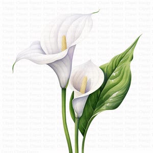 Calla Lilies Clipart / 5 JPG di alta qualità / Download digitale / Creazione di biglietti / Journaling / Artigianato di carta digitale / Tecnica mista / Arte botanica