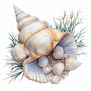 Gorgeous Sea Shells Clipart | 5 High Quality JPGs | Digital Download | Seashell Clipart | Printable Watercolor Clipart | Paper Craft | Art