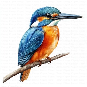 Clipart di uccelli martin pescatore / 5 JPG di alta qualità / Download digitale / Arte di birdwatching / Clipart della fauna selvatica / Natura / Illustrazione digitale