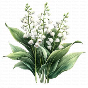 Watercolor Lily of the Valley Bouquet Clipart | 5 High Quality JPG's| Digital Download | Floral Bouquet Art | Watercolor Flowers | Clipart