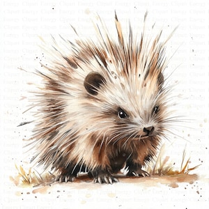 Porcupine Clipart | 5 High Quality JPG&#39;s | Digital Download | Spiky Woodland Animal | Forest Wildlife Illustration | Scrapbook images