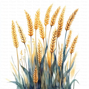 Campi di grano Clipart / 5 JPG di alta qualità / Download digitale / Scena della natura / Grano acquerello / Artigianato di carta digitale / Immagini di album