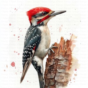 Woodpecker Clipart | 5 High Quality JPG&#39;s | Digital Download | Colorful Bird Illustration | Forest Animal Drawing | Mixed Media