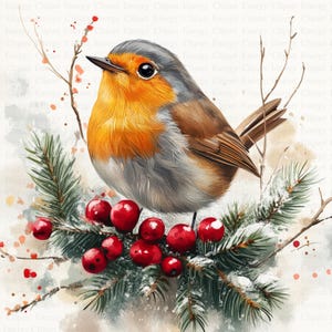 May include: A robin perched on a snowy evergreen branch with red berries. The robin has a grey head, orange breast, and brown wings. The evergreen branch is covered in snow and has red berries.
