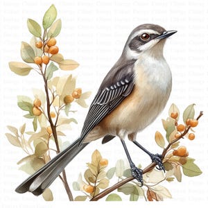 Clipart di Mockingbird settentrionale / 5 JPG di alta qualità / Download digitale / Clipart di uccelli / Arte acquerello di Mockingbird / Artigianato di carta digitale