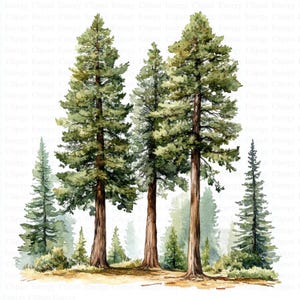 Clipart sequoiabomen | 5 JPG's van hoge kwaliteit | Digitale download | Boomclipart | Aquarel clipart | Natuurclipart | Bosillustratie