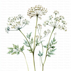 Könnte beinhalten: Aquarellmalerei von weißen Wildblumen mit grünen Stielen und Blättern auf weißem Hintergrund.