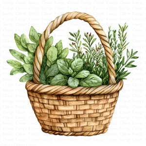 Clipart cestino erbe / 5 JPG di alta qualità / Download digitale / Arte erbe culinarie / Clipart stampabile / Clipart acquerello / Tecnica mista