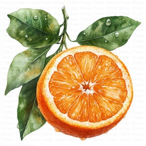 Clipart de naranjas / 5 archivos JPG de alta calidad / Descarga digital / Ilustración de frutas / Diseño de cítricos / Frutas / Manualidades digitales / Clipart