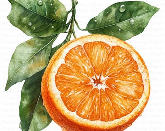 Oranges Clipart | 5 High Quality JPG's | Digital Download | Fruit Illustration | Citrus Design | Fruits | Digital Crafting | Clipart