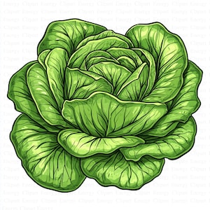 Lettuce Clipart | 5 High Quality JPG&#39;s | Digital Download | Lettuce Graphics | Vegetable Illustrations | Cute Lettuce Art | Mixed Media