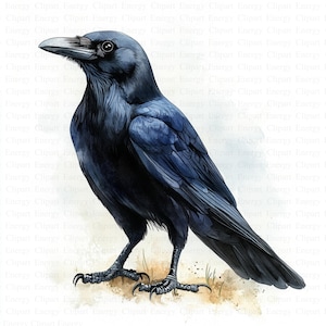 Clipart de cuervo / 5 archivos JPG de alta calidad / Descarga digital / Ilustración de cuervo / Ilustración de cuervo / Arte de aves en acuarela / Ilustraciones imprimibles