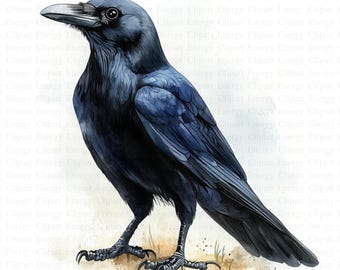 Clipart de cuervo / 5 archivos JPG de alta calidad / Descarga digital / Ilustración de cuervo / Ilustración de cuervo / Arte de aves en acuarela / Ilustraciones imprimibles