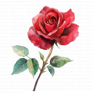 May include: A single red rose with green leaves and a stem. The rose is painted in a watercolor style.