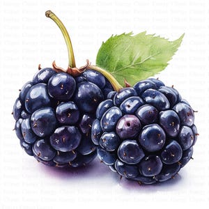 Brombeere Clipart | 5 hochwertige JPGs | Digitaler Download | Beerenkunst | Sommerernte | Obst Clipart | Botanische Kunst | Digitale Drucke