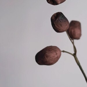 May include: Close-up of a stem with several brown, oval-shaped seed pods. The pods have a textured surface and a darker, almost burnt appearance at the tips. The stem is thin and brown against a neutral background.