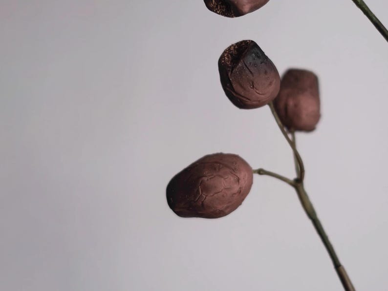 May include: Close-up of a stem with several brown, oval-shaped seed pods. The pods have a textured surface and a darker, almost burnt appearance at the tips. The stem is thin and brown against a neutral background.