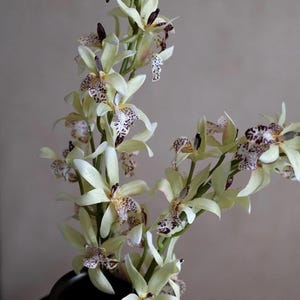 May include: A cluster of pale yellow orchids with elongated petals and dark purple spotted patterns on the central labellum. The flowers are arranged on slender green stems, showcasing delicate textures and intricate color variations throughout.