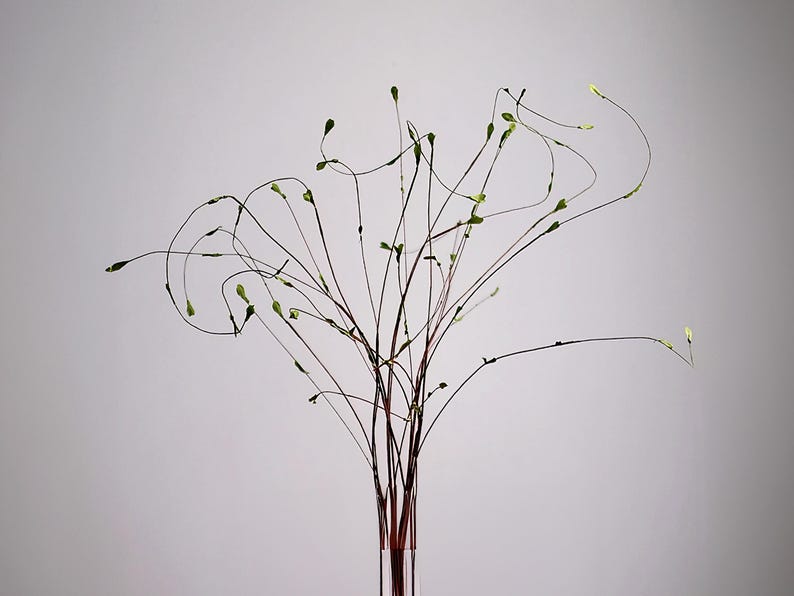 May include: A minimalist floral arrangement featuring slender, dark brown stems with delicate green buds. The stems curve gracefully, creating an elegant, airy display against a soft gray background. The arrangement is in a clear vase.