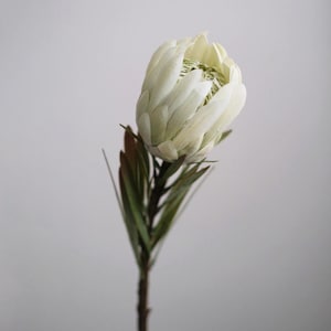 Pode incluir: Uma única flor de protea esbranquiçada com pétalas em camadas, centro verde e caule marrom. A flor está em plena floração, com folhas verdes e um caule marrom. O fundo é cinza claro liso.