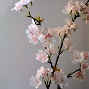 May include: A close-up of a flowering branch with delicate, light pink blossoms. The flowers have a soft, layered appearance with darker pink centers. The branches are dark brown, and the background is a neutral gray.