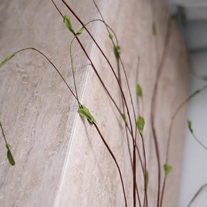 May include: Close-up of decorative stems with slender, dark brown branches and small, light green leaves. The stems curve gracefully against a textured, light beige background, creating a natural, minimalist aesthetic. Ideal for home decor.